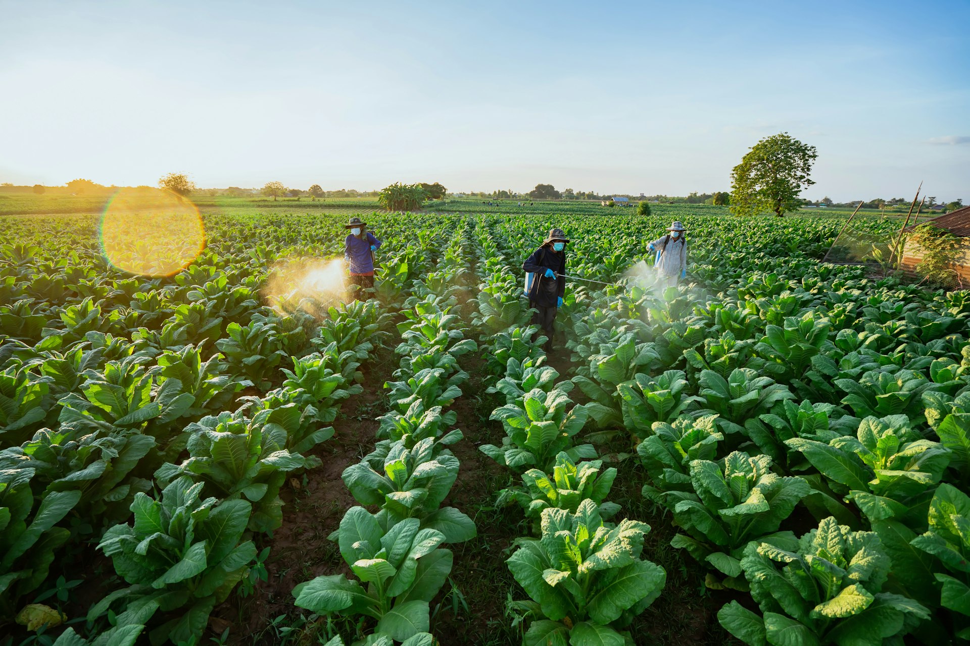 A group of people in a field spraying pesticide on crops